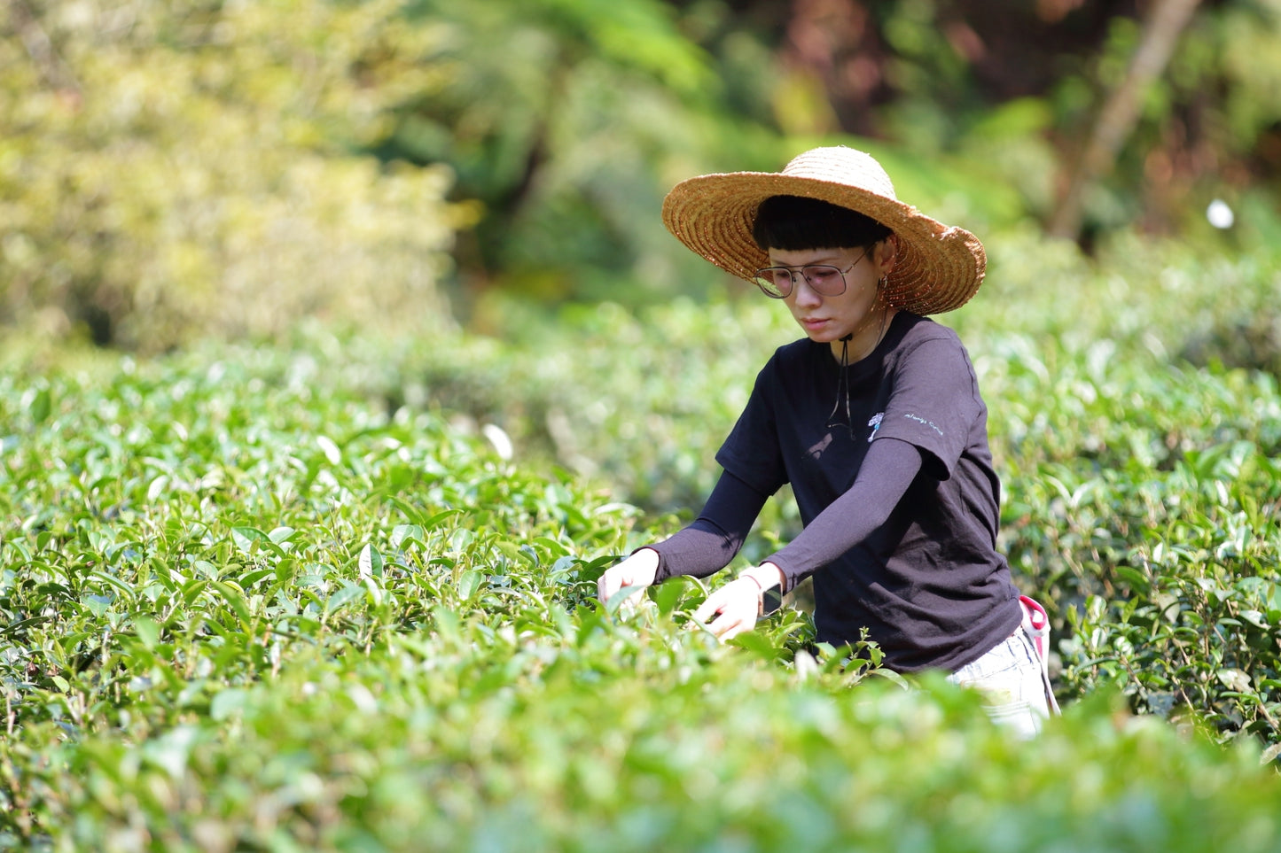 36%碧螺春生巧克力