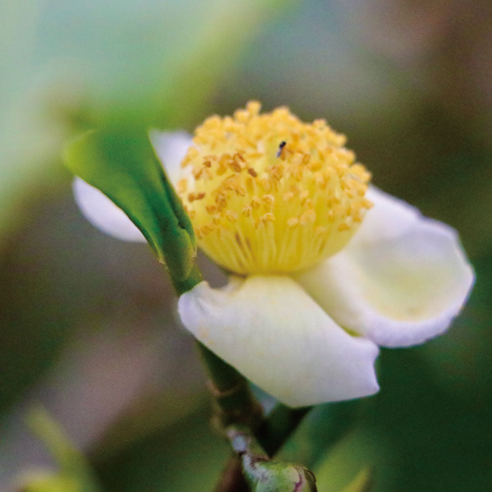 南島之夏－夏豔