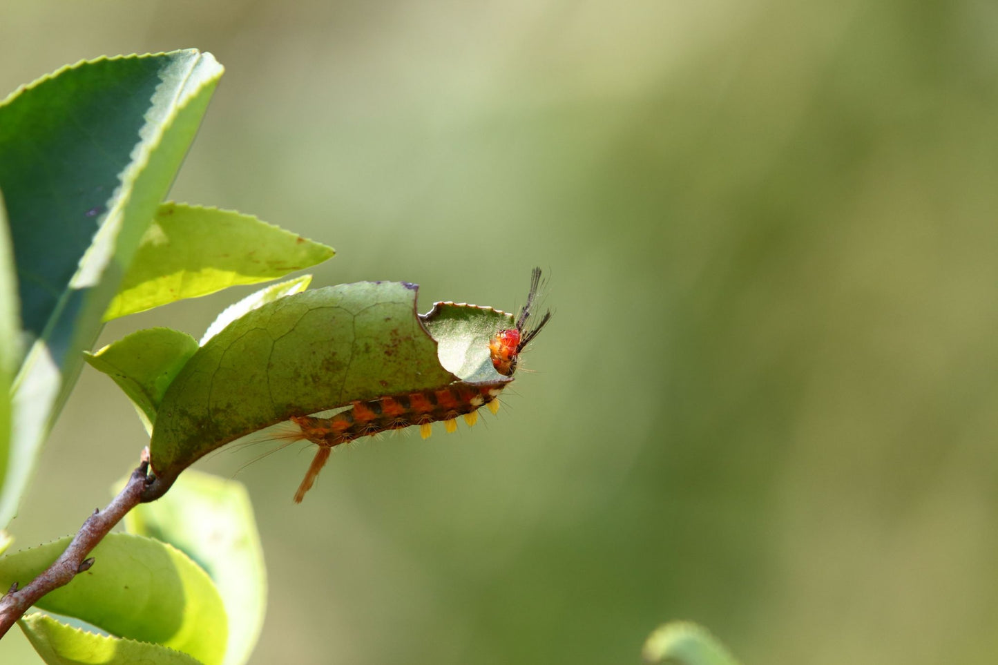 36%碧螺春生巧克力