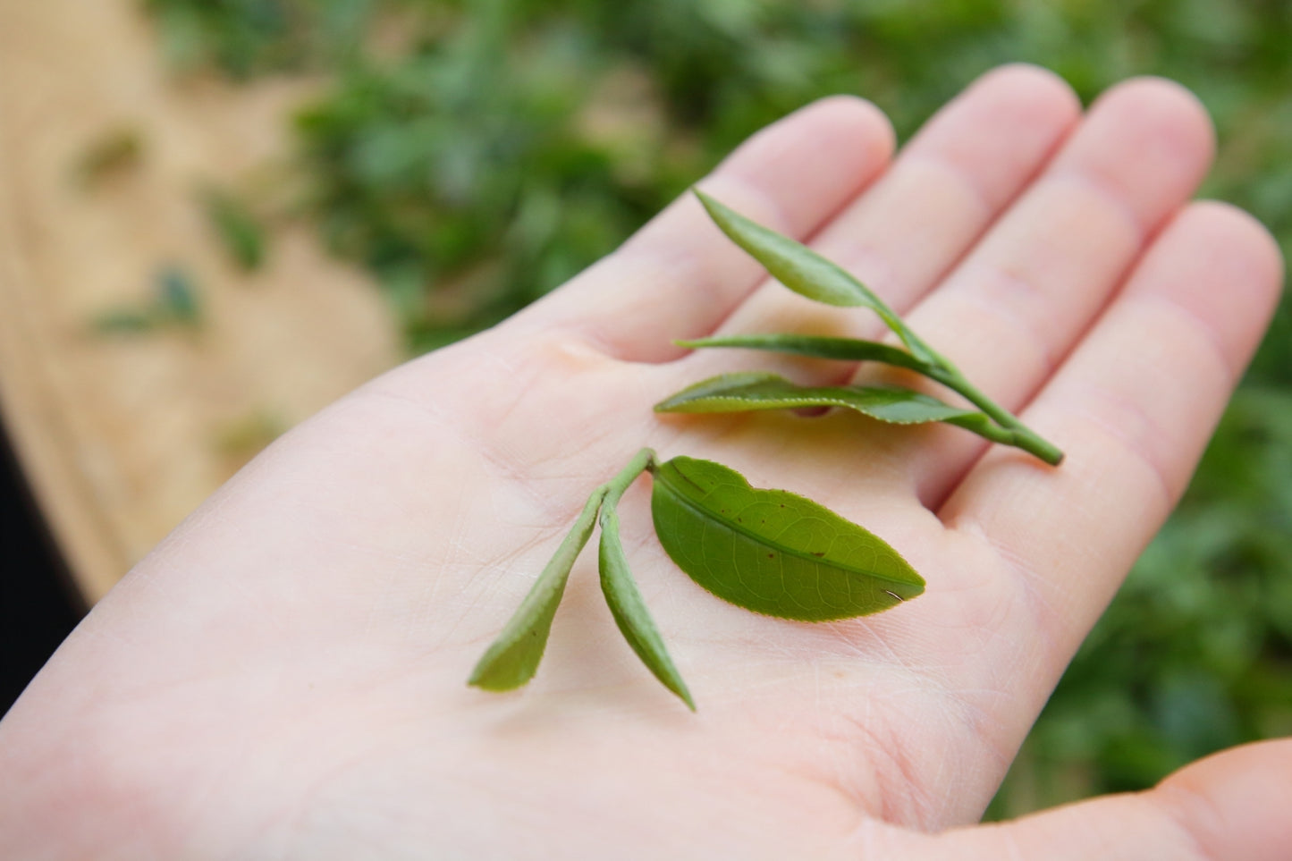 36%碧螺春生巧克力