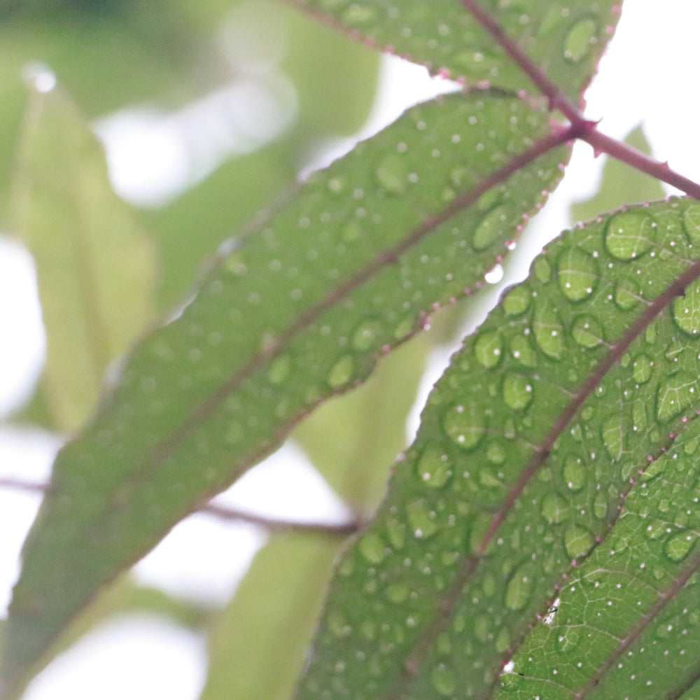 南島之春－禮讚 │ 70%蜂蜜發酵黑巧力&38刺蔥綠巧力