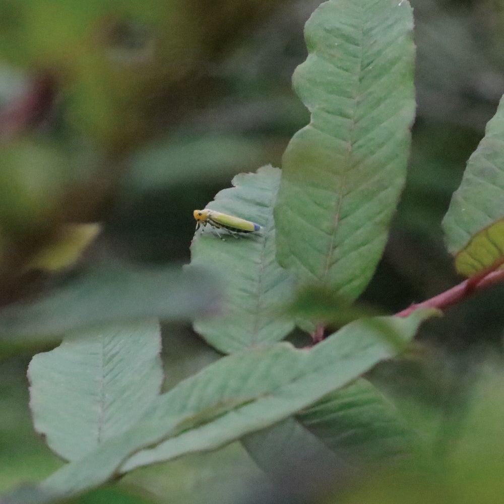 南島之春－禮讚 │ 70%蜂蜜發酵黑巧力&38刺蔥綠巧力