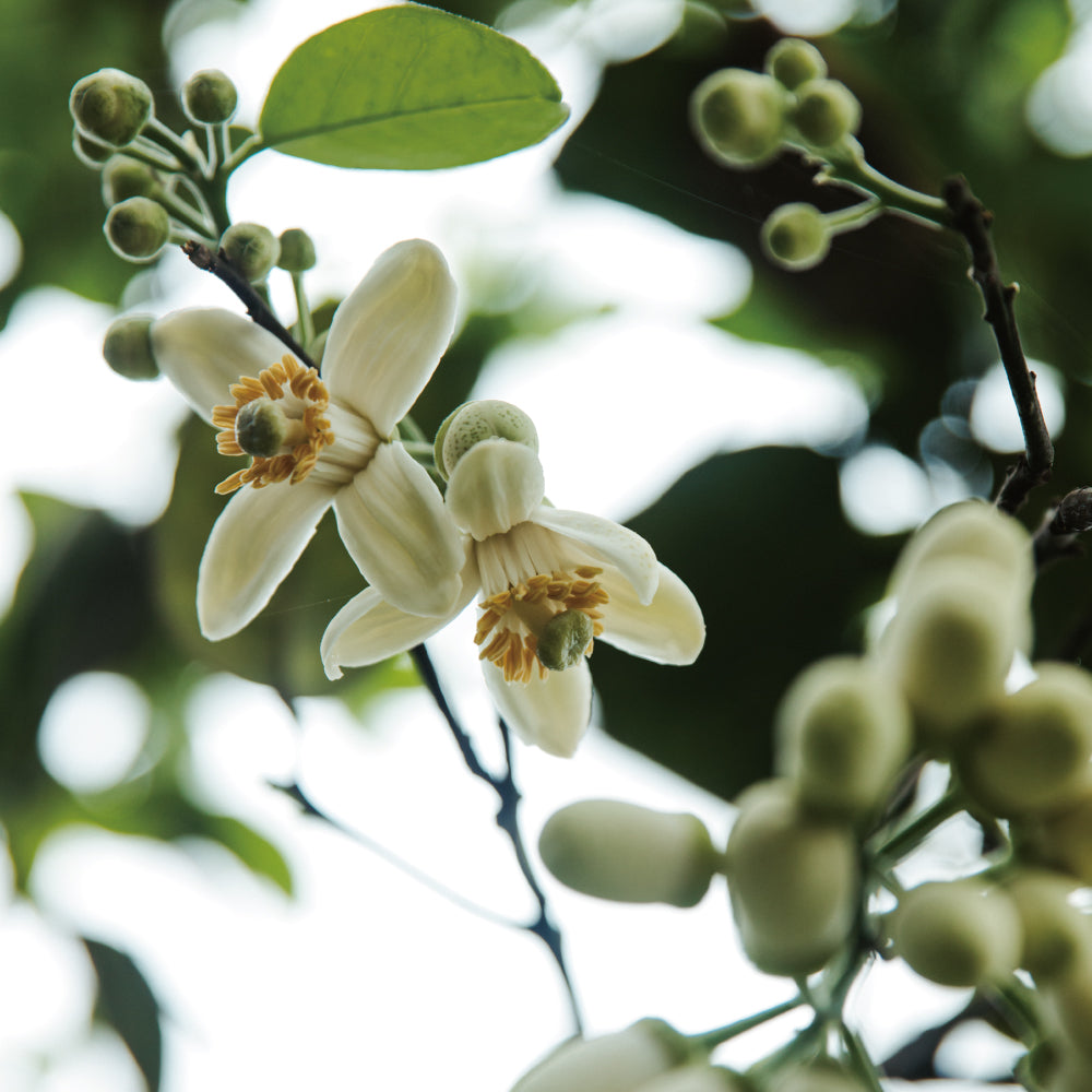 南島之秋－ 香頌 │ 柚花紅柴蜜70%黑巧克力與28%夏果巧克力