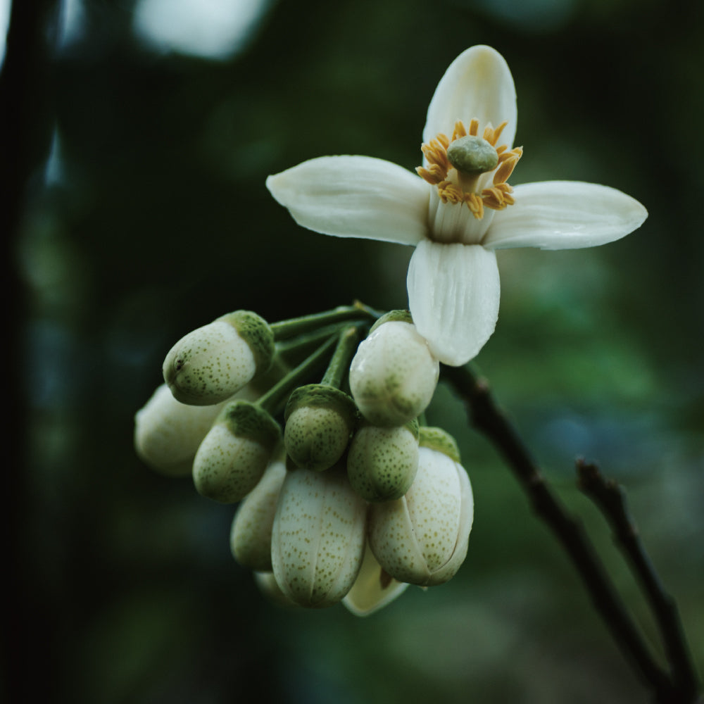 南島之秋－ 香頌 │ 柚花紅柴蜜70%黑巧克力與28%夏果巧克力