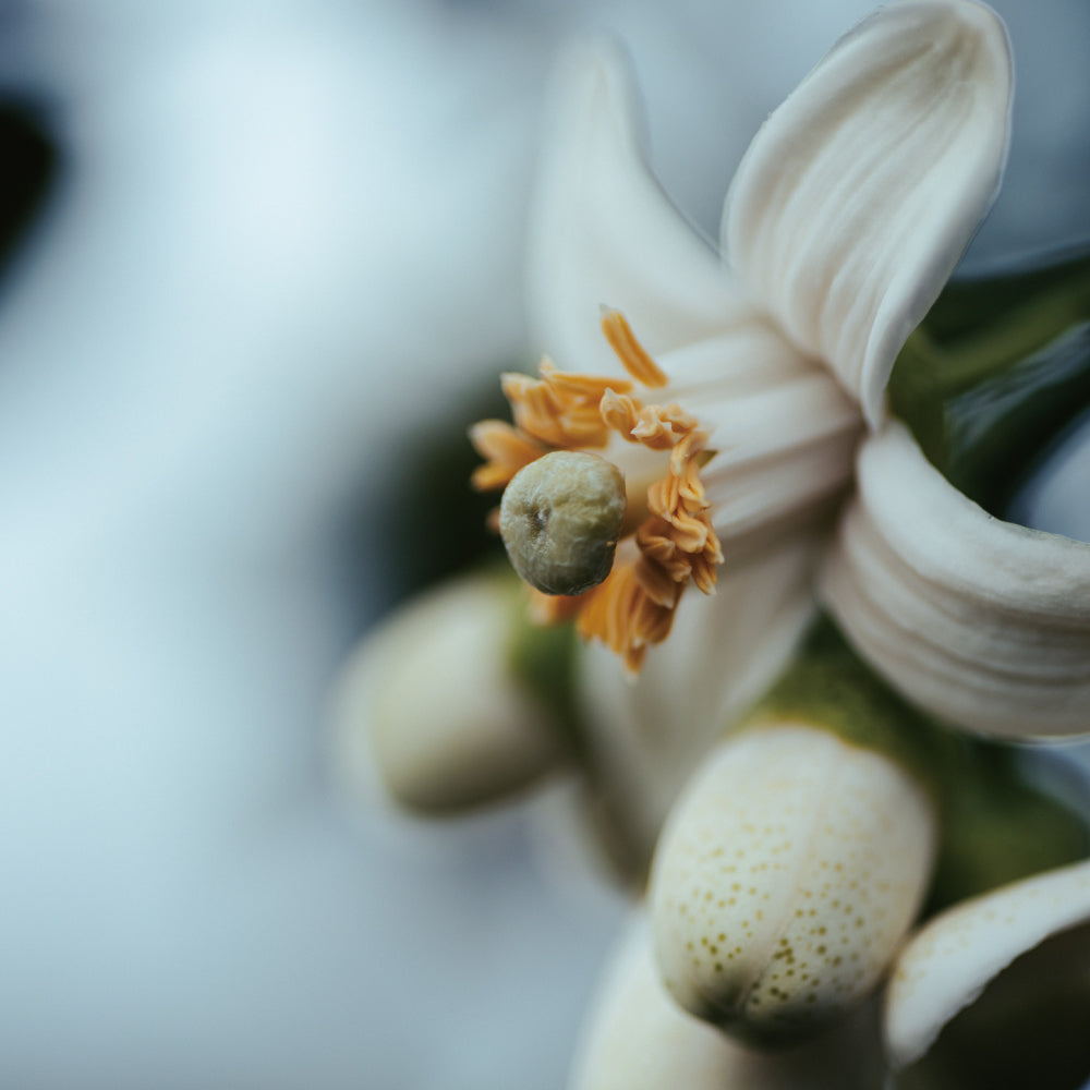 南島之秋－ 香頌 │ 柚花紅柴蜜70%黑巧克力與28%夏果巧克力