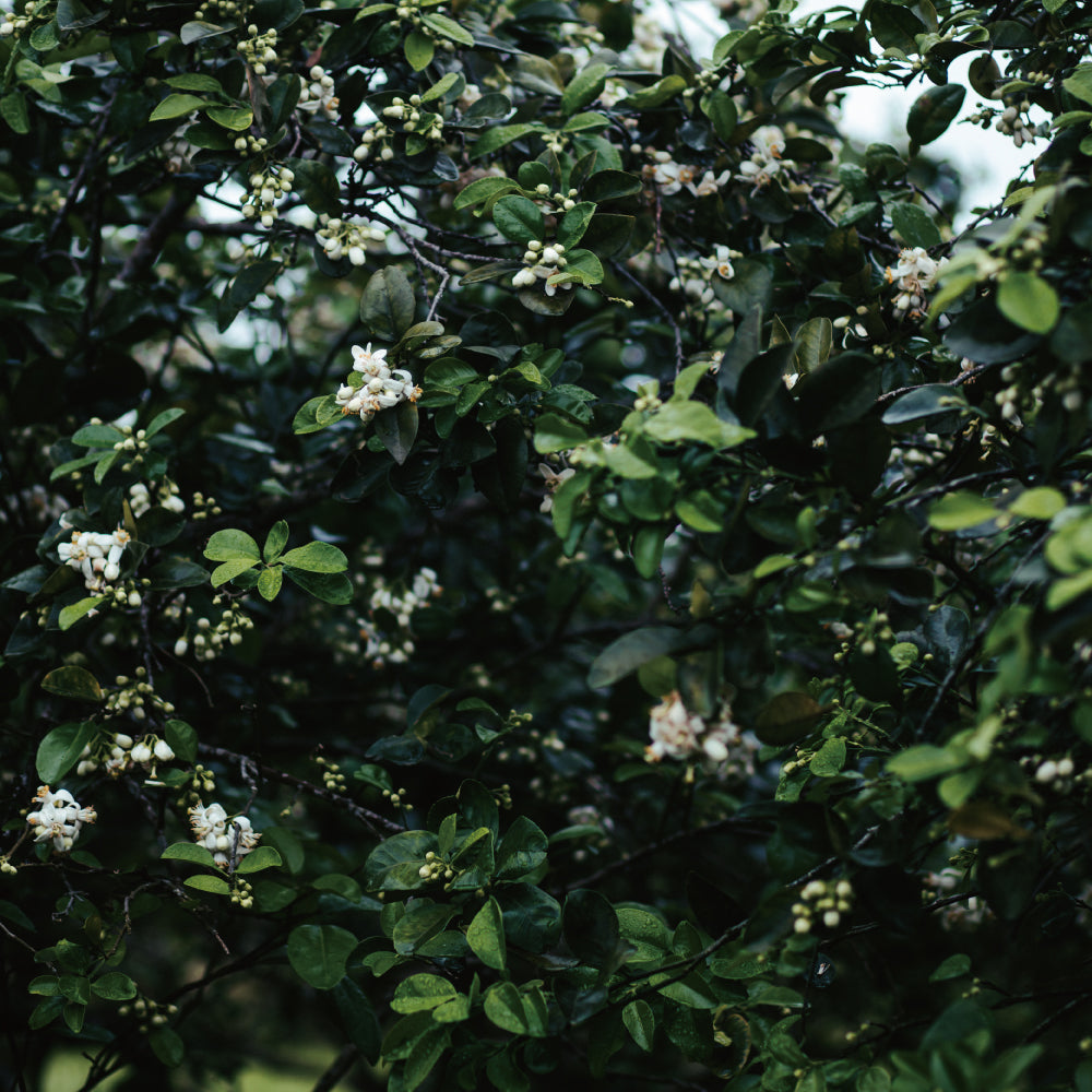 南島之秋－ 香頌 │ 柚花紅柴蜜70%黑巧克力與28%夏果巧克力