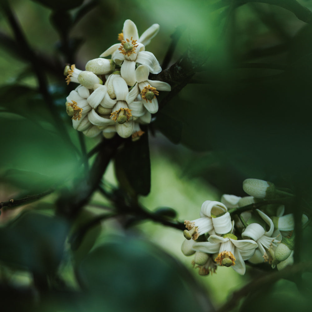 南島之秋－ 香頌 │ 柚花紅柴蜜70%黑巧克力與28%夏果巧克力