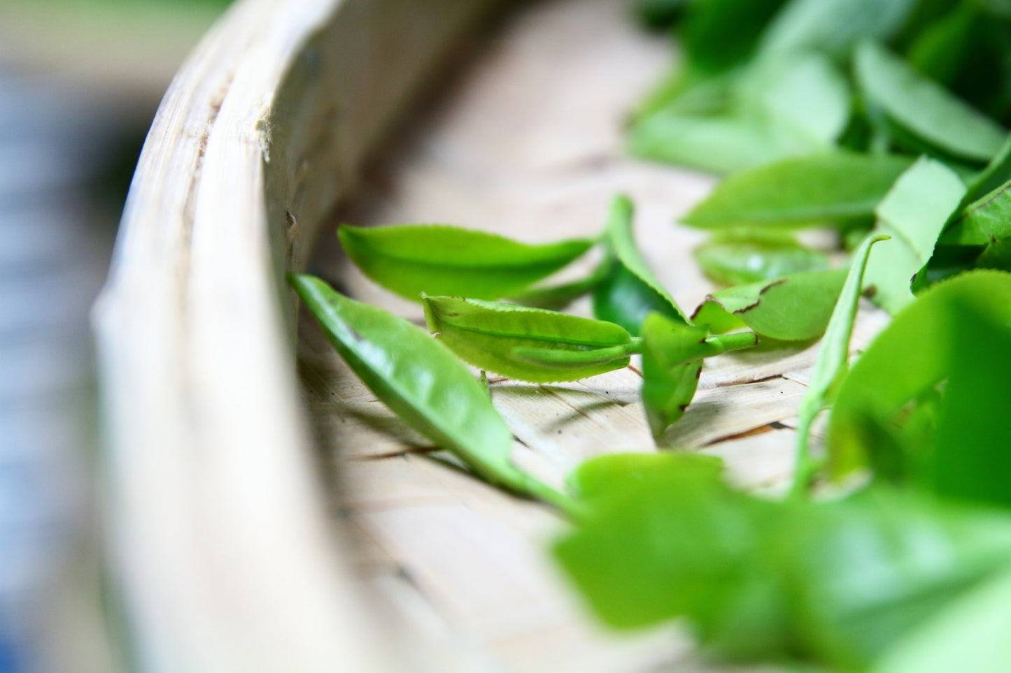 36%碧螺春生巧克力