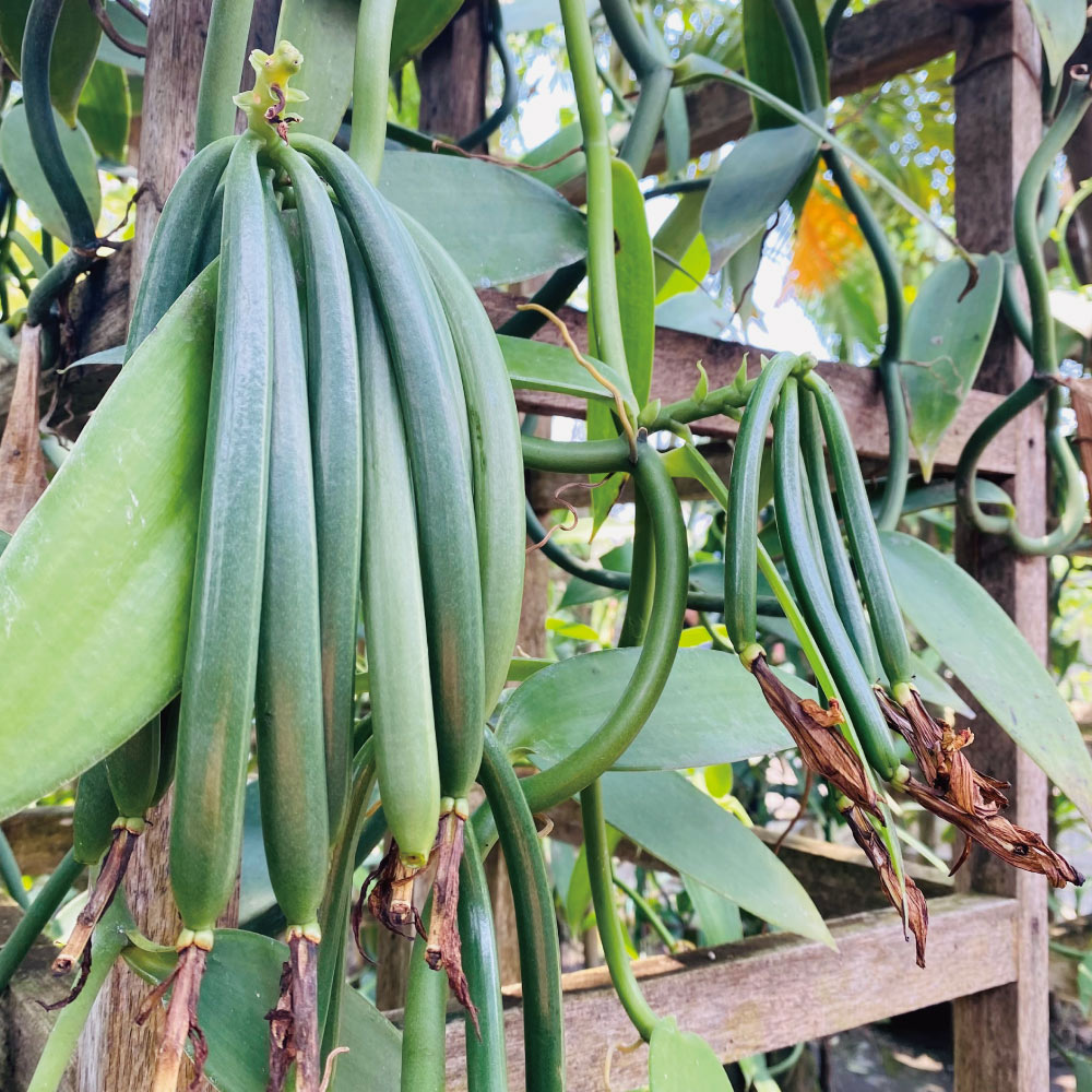 36%碧螺春生巧克力