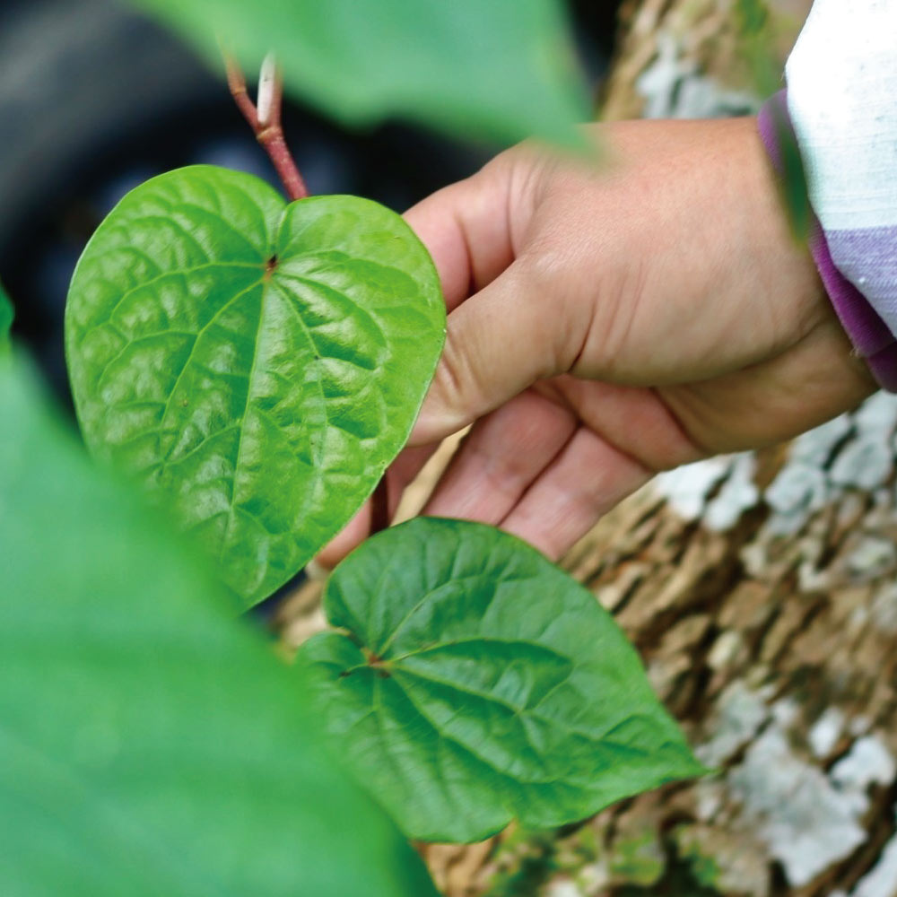 南島之冬－重生 │ 70%酒釀發酵黑巧克力與30%玫瑰荔枝巧克力