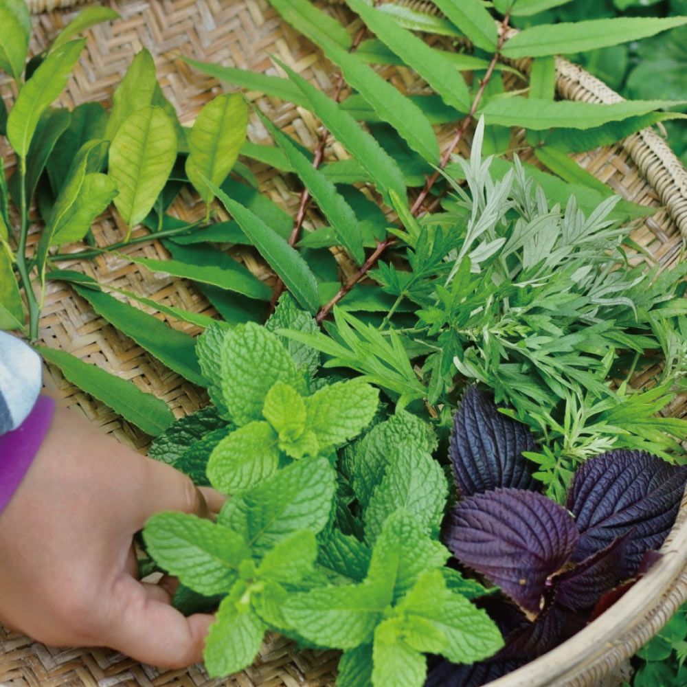 南島之冬－重生 │ 70%酒釀發酵黑巧克力與30%玫瑰荔枝巧克力